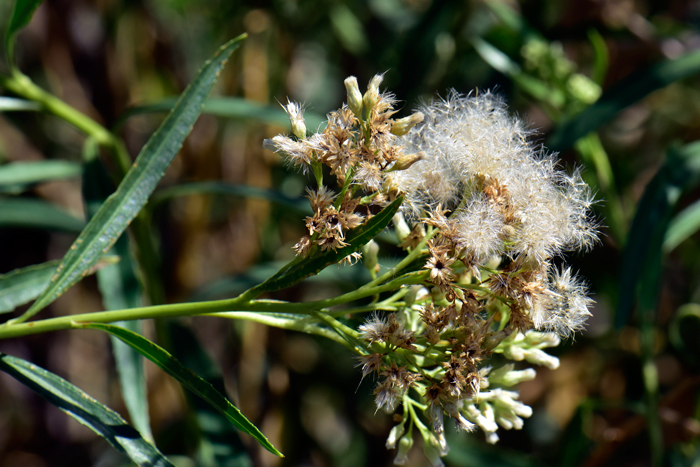 Seepwillow fruit is a cypsela, as noted in the photograph, the pappus has silvery-white feathery bristles similar to a dandelion puff-ball. Baccharis salicifolia